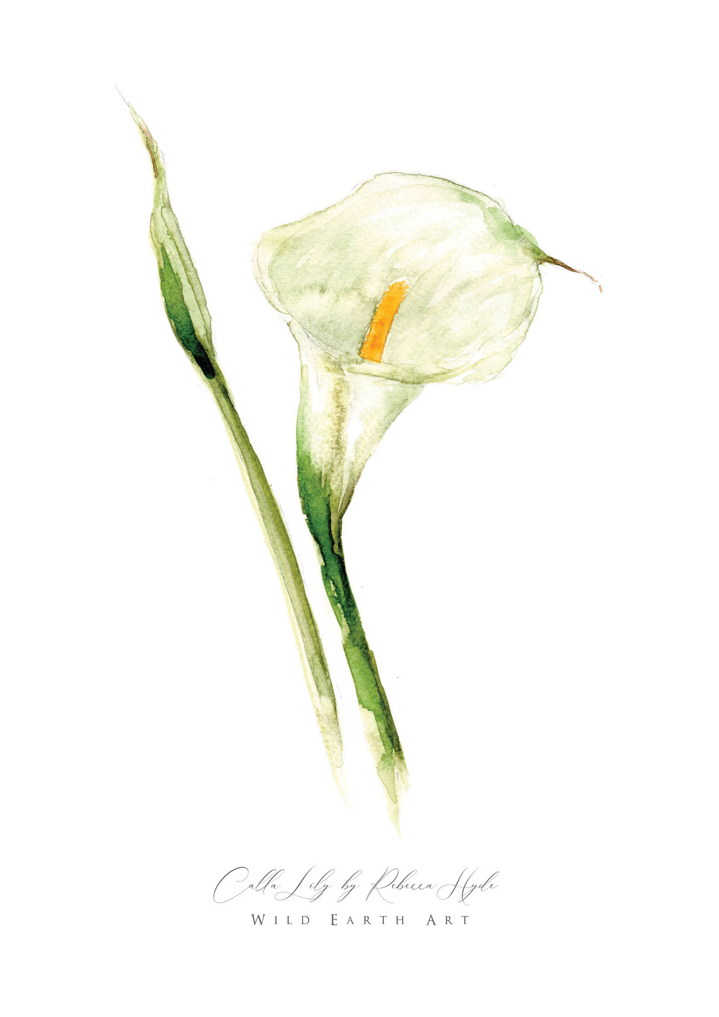 Calla-Lily-Watercolour-Painting-Watercolour-Artist-Oxfordshire-Rebecca-Hyde-©-Wild-Earth-Art