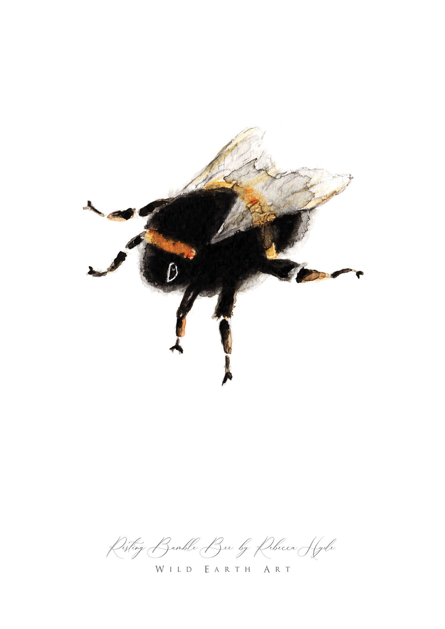 Resting-Bumble-Bee-Watercolour-Painting-Watercolour-Artist-Oxfordshire-Rebecca-Hyde-©-Wild-Earth-Art