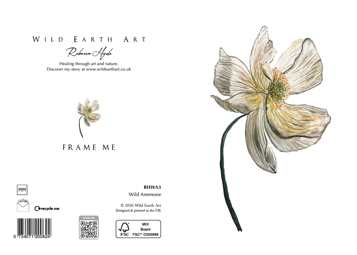 Wild Anemone - White Earth Art - Rebecca Hyde, Watercolour Painting Artist - Greeting Card Art & Wrapping, Watercolour Painting Botanical, Nature and Animal Artist - Art RHWA3